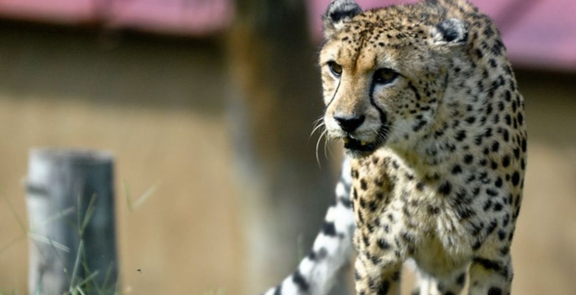 Safari Park in Estepona Selwo Aventura