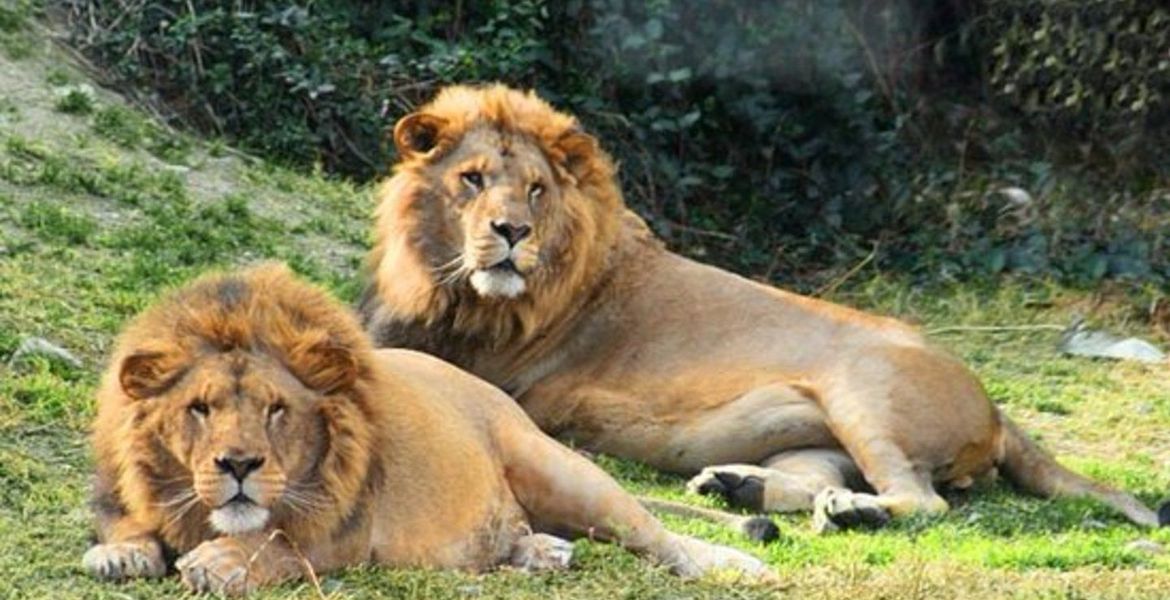 Safari Park in Estepona Selwo Aventura
