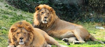 Safari Park in Estepona Selwo Aventura