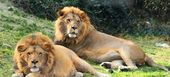 Safari Park in Estepona Selwo Aventura